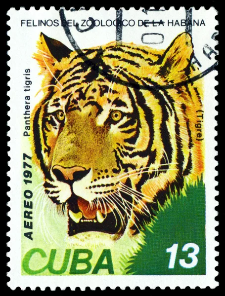 Vintage  postage stamp. Wild big cats. Tiger .