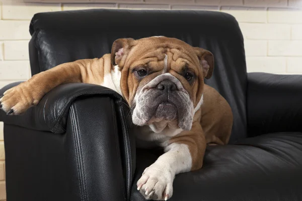 English Bulldog in a black leather chair