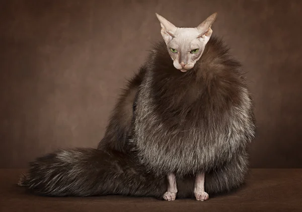 Sphinx cat wearing a coat with fur