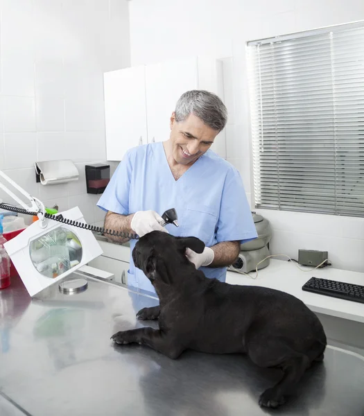 Happy Veterinarian Examining French Bulldog With Otoscope
