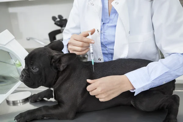 Midsection Of Vet Giving Vaccine To French Bulldog