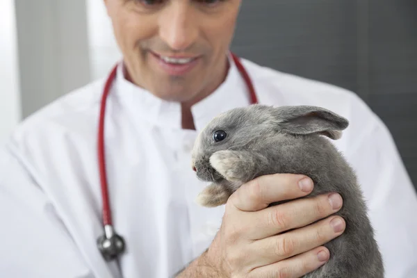 Midsection Of Veterinarian Holding Cute Rabbit