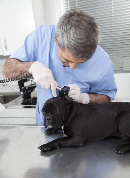 Male Vet Examining French Bulldog With Otoscope