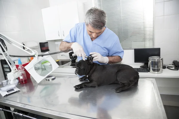 Veterinarian Examining French Bulldog With Otoscope