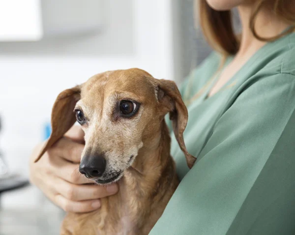 Dachshund Held By Nurse In Veterinary