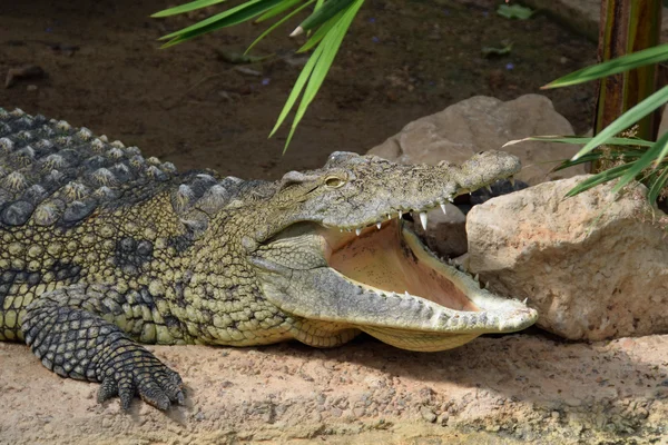 Crocodile jaws wild animal