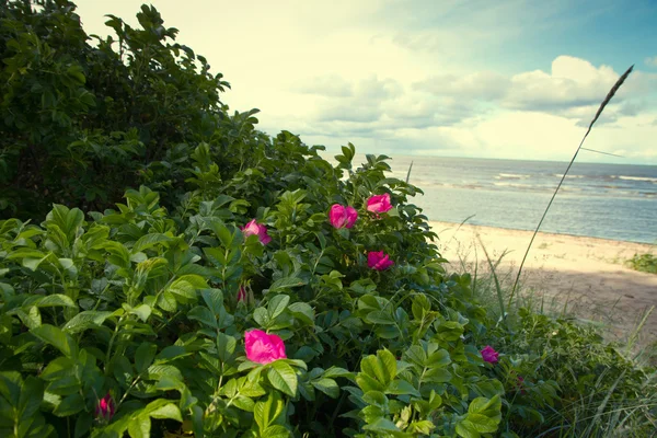 Sea coast in the spring in hot weather