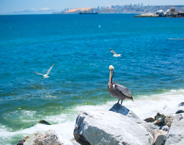 Pelican . bird living on the ocean.