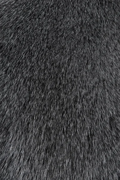 Texture of Smooth animal gray hair