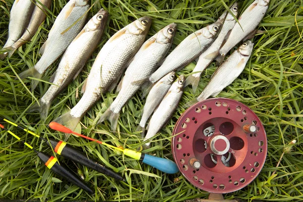 Several roach fish and fishing reel on green grass