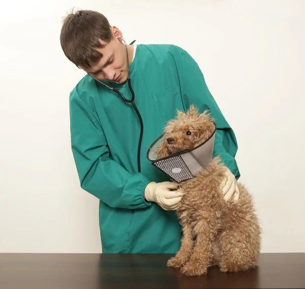 Vet and toy poodle
