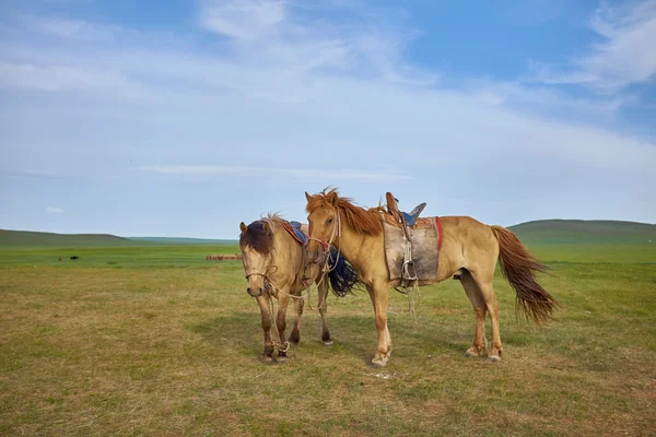 Pair of horses on pasture