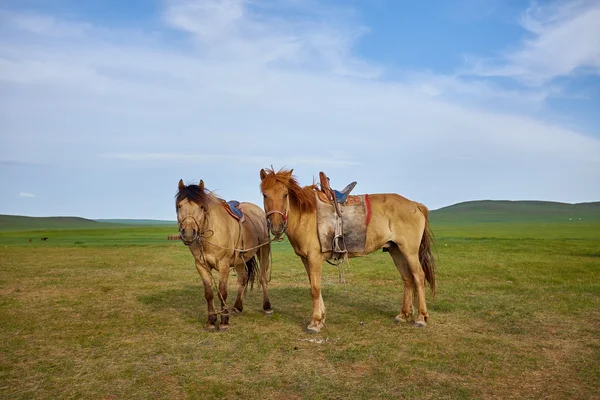 Pair of horses on pasture