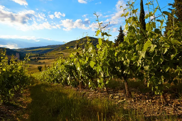 Tuscany vineyards in fall