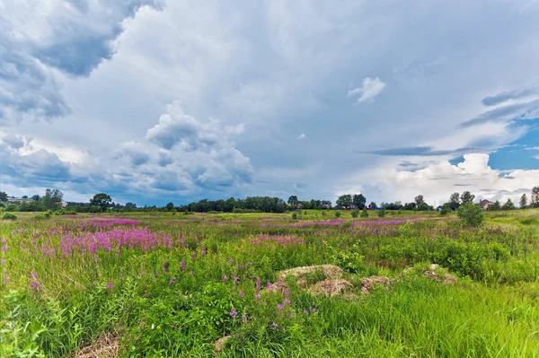 Summer field under gloomy sky