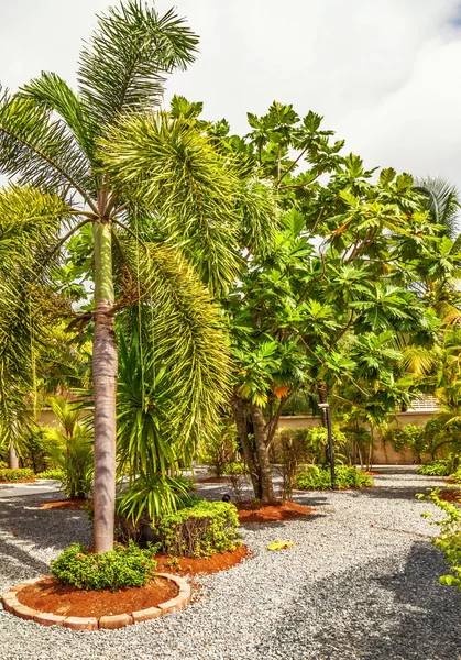 Beautiful tropical garden