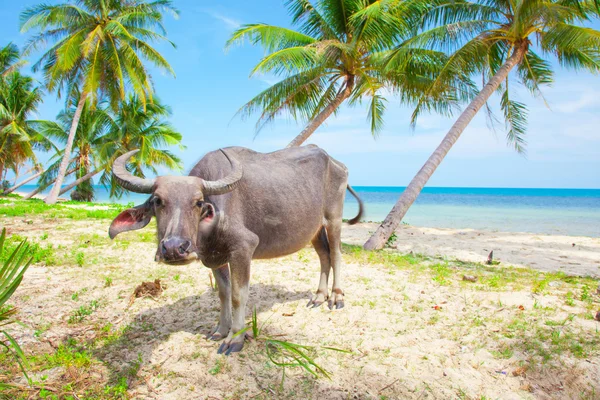 Cow on Beautiful Tropical beach