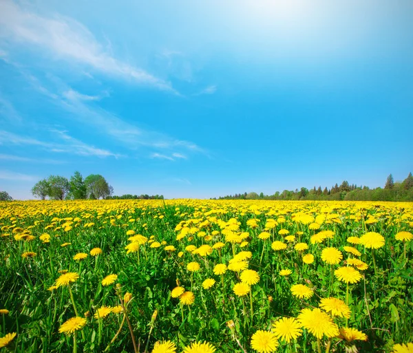 Yellow flowers field