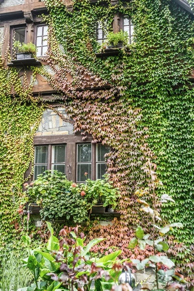 Windows covered with ivy
