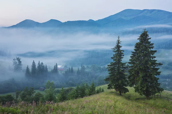 Fir trees on meadow between hillsides with conifer forest in fog