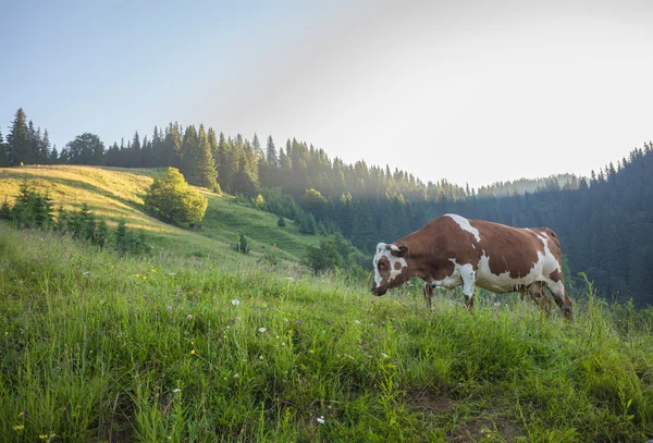 Green meadow in mountains and cows