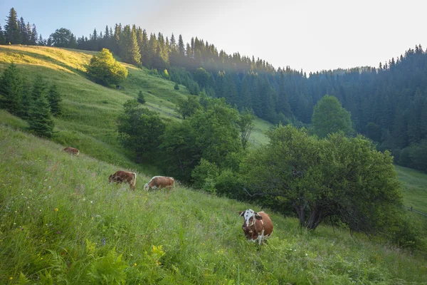 Green meadow in mountains and cows