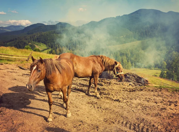 Horses, feeding on grass at high-land Carpathian pasture