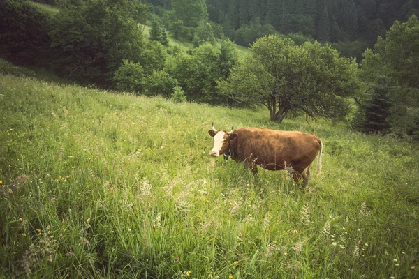 Green meadow in mountains and cows