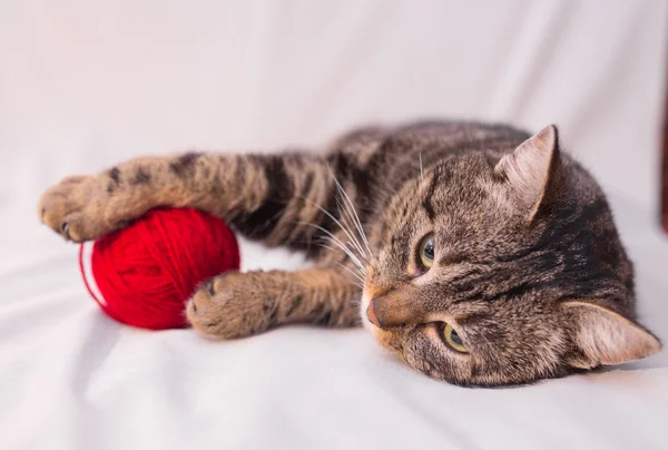 Cat playing with ball of red yarn