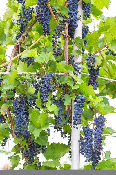 Bunch of grapes with green vine leaves in basket on wooden table