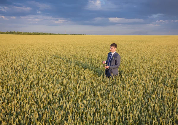 Businessman on a wheat field