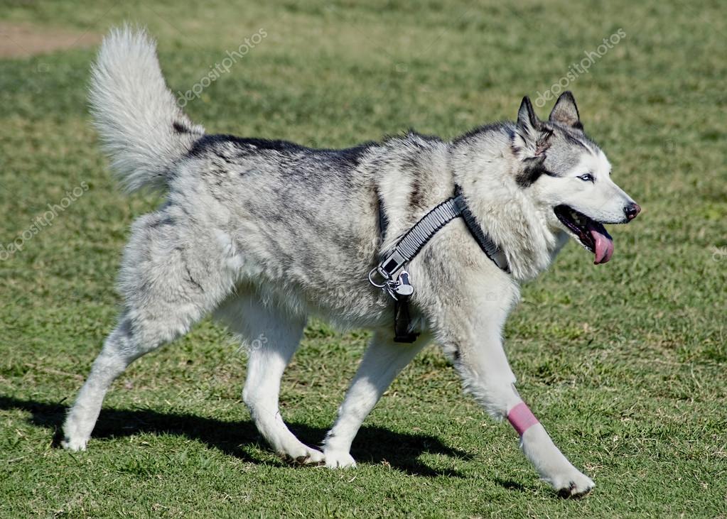 Perro Husky gris — Fotos de Stock © mj0007 #86451518