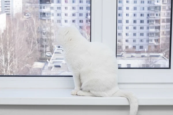 White cat with blue eyes sitting on the window sill, looking out the window and wants to the street