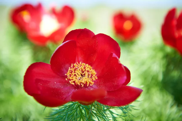 Beautiful red flowers peonies