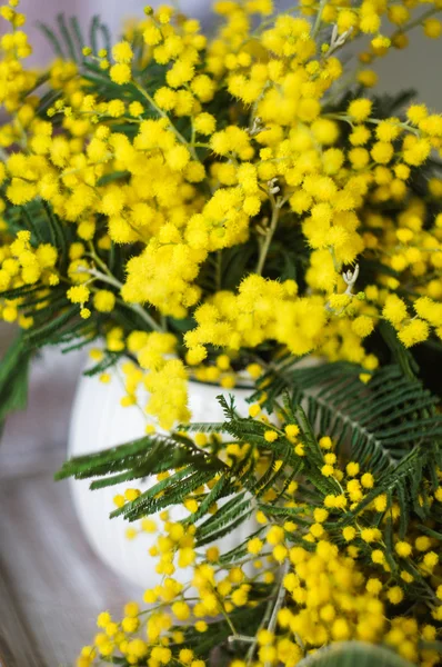 Spring time, yellow mimosa flowers