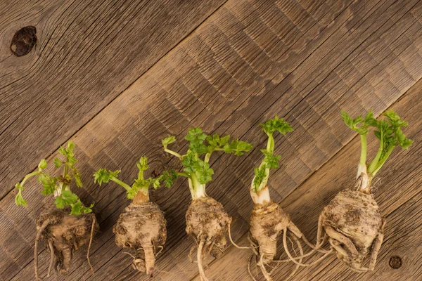 Celery root on the old wooden background