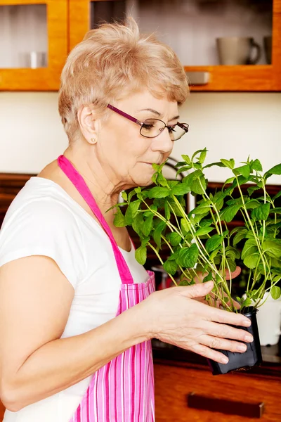 Old woman smelling her mint plant at home in the kitchen