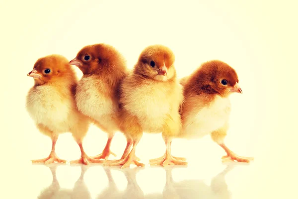 Group of small chicks.