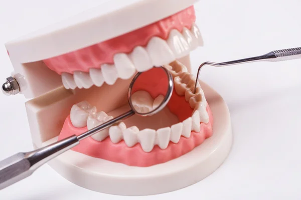 Model of white teeth and mouth mirror