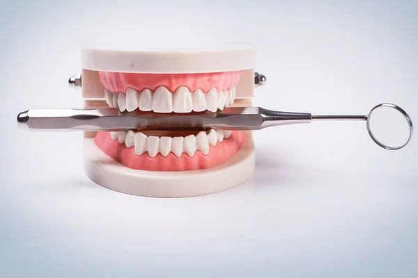 Model of white teeth and mouth mirror