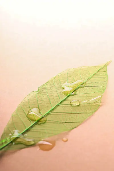 Details of leaf structure