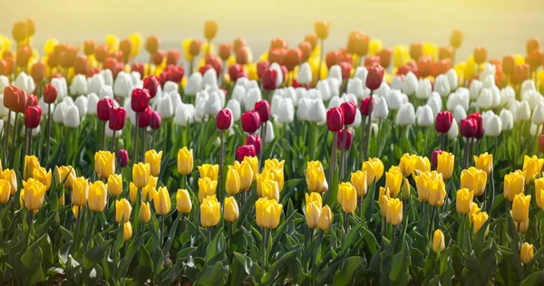 Multi-colored tulips in the sunlight