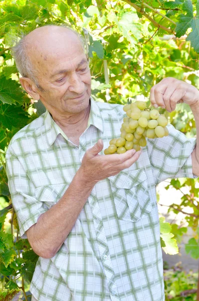 Senior happy farmer at vineyard