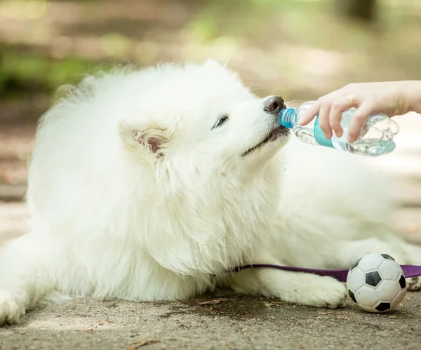 White Samoyed dog drinking water