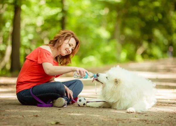 Woman gives to drink the Samoyed dog