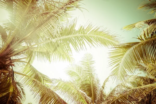 Summer background with palm tree leaves