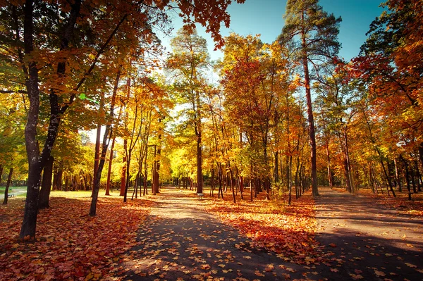 Sunny day at autumn park with colorful trees and pathway