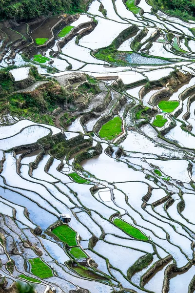 Abstract rice terraces texture with sky reflection. Banaue, Phil