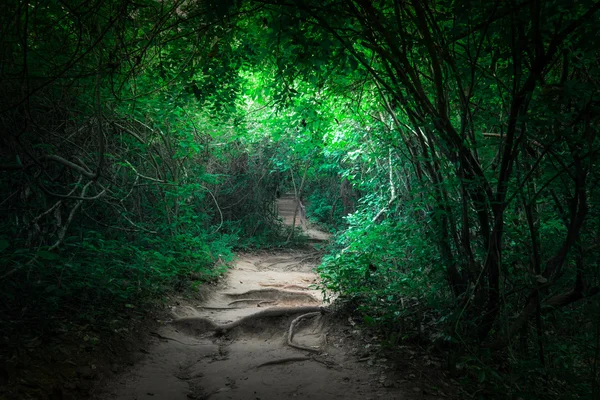 Fantasy tropical jungle forest with tunnel and path way