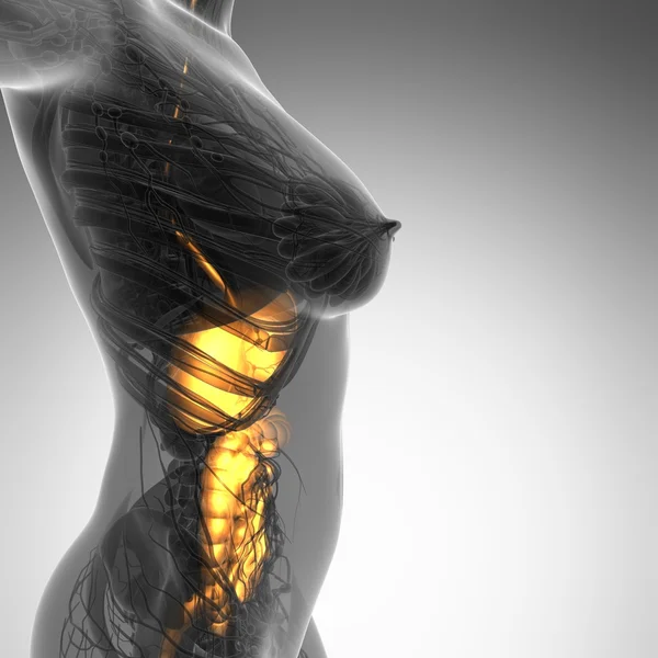 Science anatomy of woman body with glow digestive system